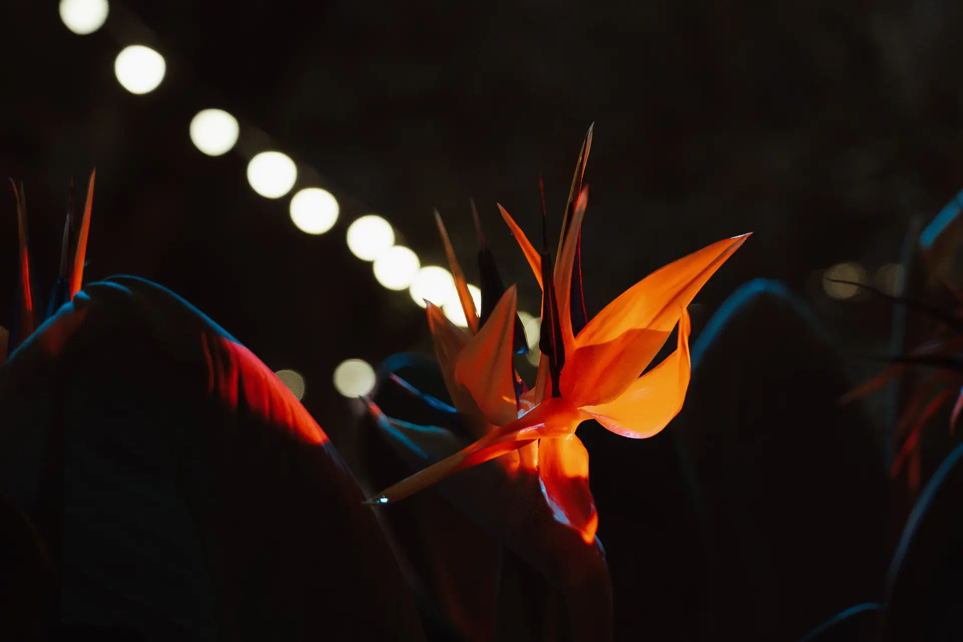 Магия свечей. Трибьют ZAZ